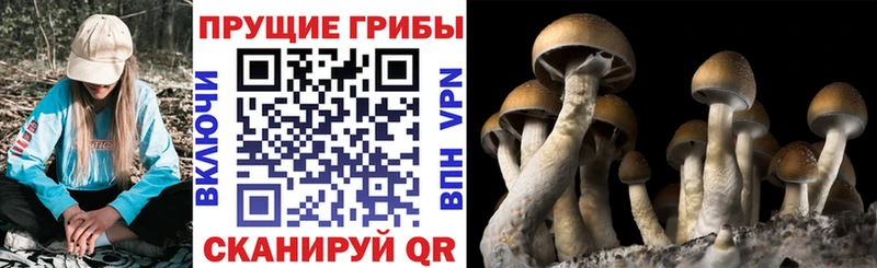где купить наркотик  Пойковский  Галлюциногенные грибы Psilocybe 